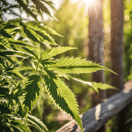 Image feuille cbd dans la nature